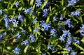 Scilla   027